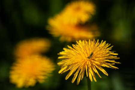 Spring flowers on a sunny day, first signs of spring, wild flowersの写真素材