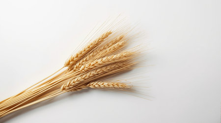 Spikelets of wheat on a white background close-up.の素材
