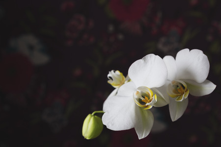 Flowers of white orchid on a white backgroundの写真素材