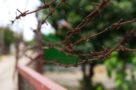 barbed wires against green plants and sky.の写真素材