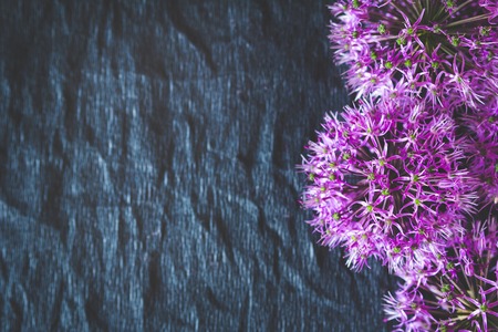 Purple flowers on a black background. Copy space.の写真素材