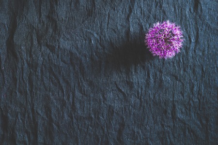 Purple flowers on a black background. Copy space.の写真素材