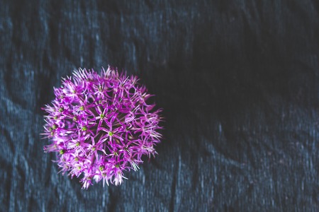Purple flowers on a black background. Copy space.の写真素材