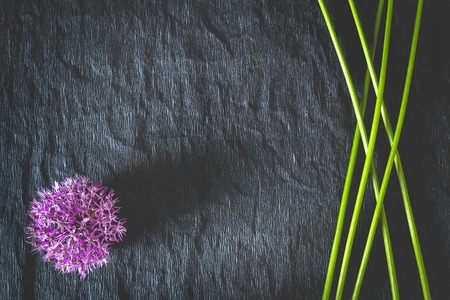 Purple flowers on a black background. Copy space.の写真素材