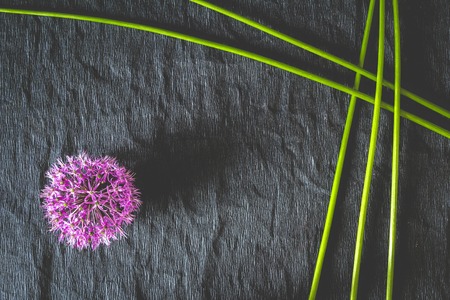 Purple flowers on a black background. Copy space.の写真素材