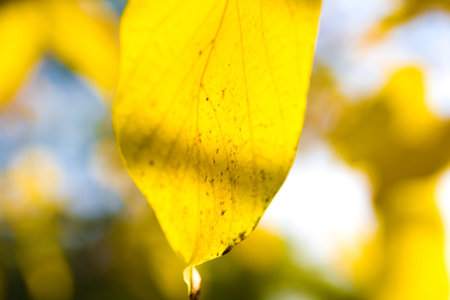 beautiful autumn macro yellow leaves on an blue and green background blurred