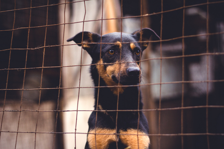 Shelter for homeless dogs, waiting for a new ownerの写真素材