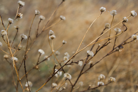 dry plants and raindrops on it, meadow at winterの写真素材
