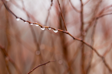 rain drops on a branch. shallow depth of field. violet backgroundの写真素材