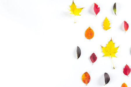 collection of beautiful colorful autumn leaves isolated on white background. Space for text