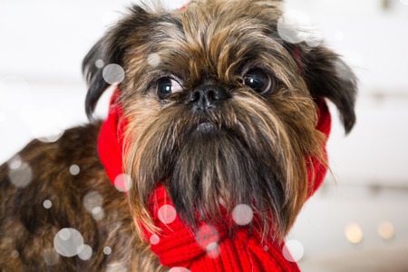 Shihtzu dog with red scarfの写真素材