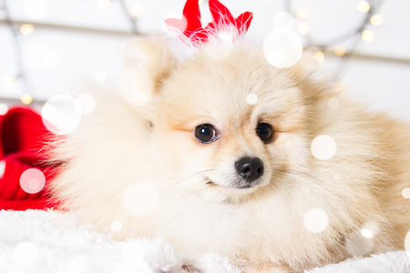 Pomeranian dog wearing Christmas costume. Year of the dog conceptの写真素材