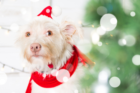Dog wearing Christmas costume hat in snowflakesの写真素材