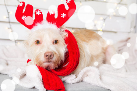 Dog wearing Christmas costume hat in snowflakesの写真素材