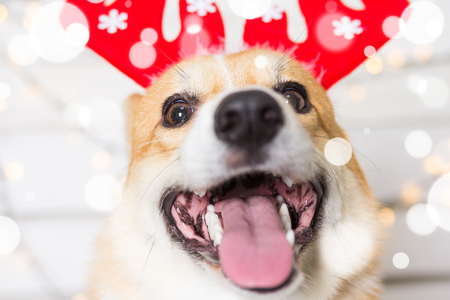 Welsh Corgi Dog wearing Christmas costume hat in snowflakesの写真素材