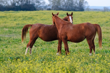 Two horsesの写真素材