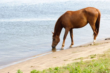 Horse drinking water in the riverの写真素材