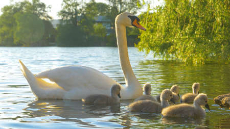 Mute swan with cygnets on the lake in sunny dayの写真素材