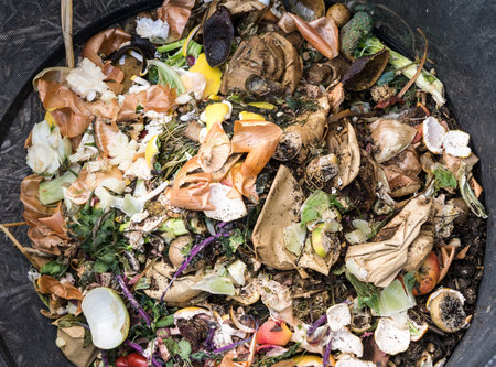 Rotting vegetables in a wire compost bin.の写真素材