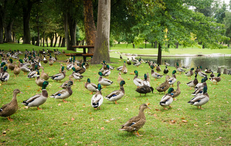 A flock of ducks stands near a pondの写真素材