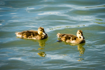 2 baby ducks swim in a pond with reflections in the waterの写真素材