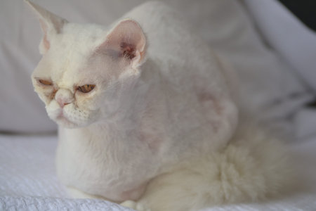 Sleepy white cat with yellow eyes on a white blur background