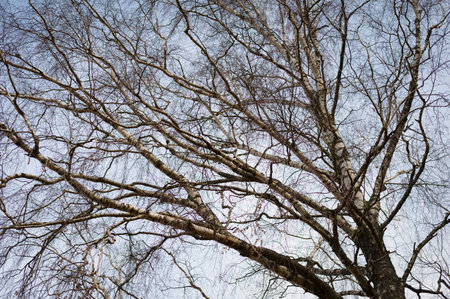 Tree silhouette on hazed blue sky background. Abstract network backgroundの写真素材
