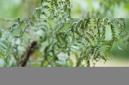 Dry and hot weather. Wilted plants in extreme heatの写真素材