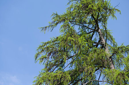 Fir tree with fresh young fir twigs in spring on bright blue sky backgroundの写真素材
