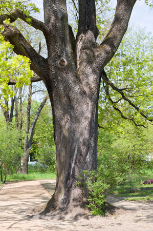 Strong mature tree trunk with textured bark in spring surrounded with fresh green leaves and other growthの写真素材