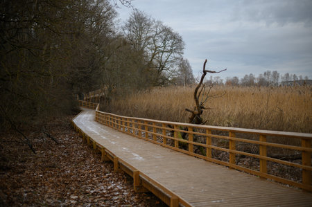 Wooden pedestrians passage in wilderness among trees and reed in winter, moody atmosphereの写真素材