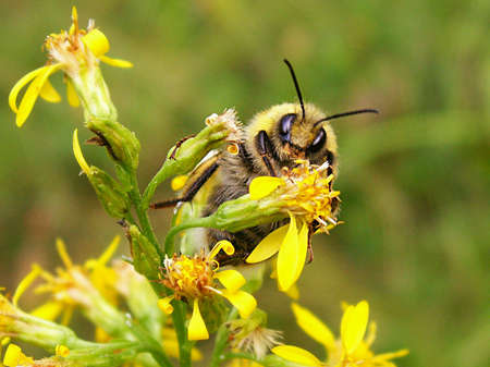 Nature photography macro beeの素材