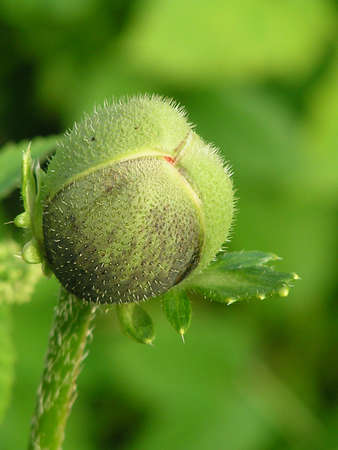 Nature photography macro flowersの素材