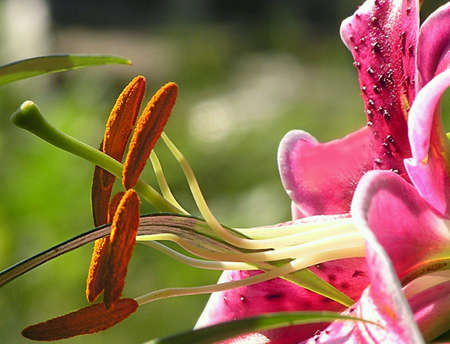 Nature photography macro flowersの素材