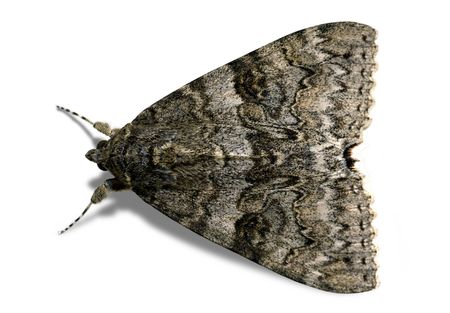 Brown Moth - Isolatedの写真素材