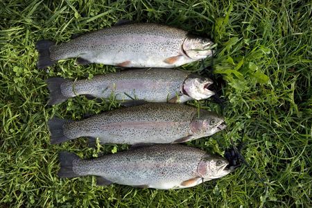 Rainbow Troutsの写真素材