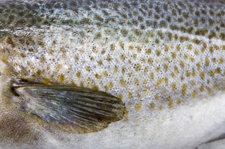 Cod Skinの写真素材