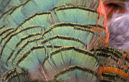 Bird - Rooster Feathers