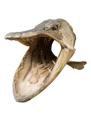 Pike Stuffed - Isolatedの写真素材