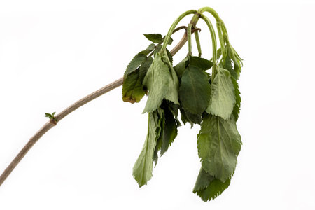 Tree - Branch with thirsty leavesの写真素材