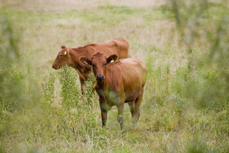 Cows - Young Cattle Grazingの写真素材