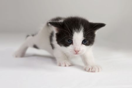 Kitten Crawlingの写真素材