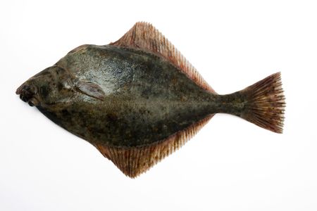 Flounderの写真素材