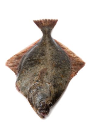 Flounderの写真素材