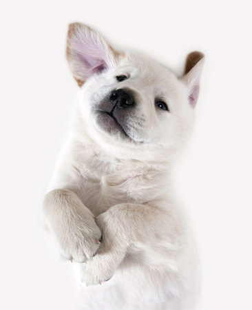 Dog - Golden Retriever Puppyの写真素材