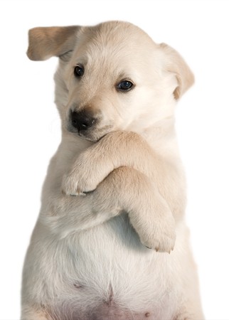 Dog - Golden Retriever Puppyの写真素材