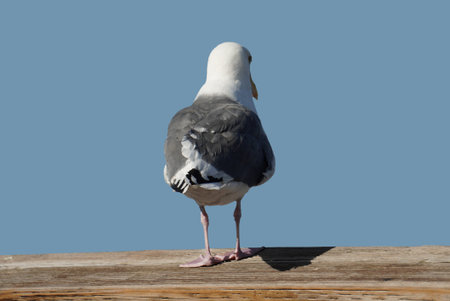 A seagull butt facing meの写真素材