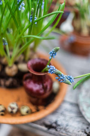 Muscari flowers in small ceramic vase on old wooden table, shallow depth of field springtime bloomの写真素材
