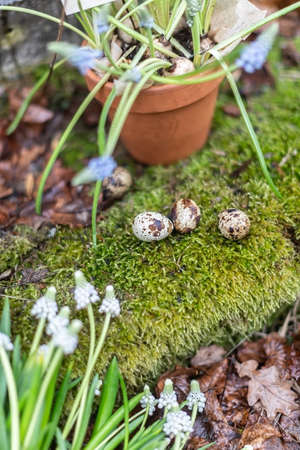 Quail eggs on moss, shallow depth of field small bird eggs with spotsの写真素材