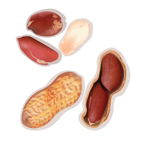Peanuts in shell and without. Peanuts. Vector illustrationのイラスト素材